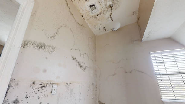 Best Basement Mold Removal  in Sardis City, AL