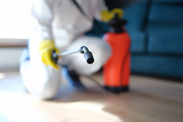 Best Black Mold Removal  in Sardis City, AL