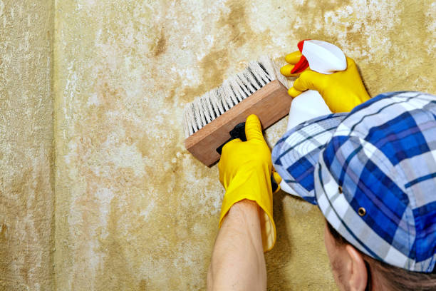 Best Industrial Mold Remediation  in Sardis City, AL