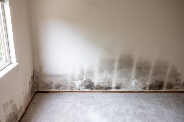 Best Attic Mold Removal  in Sardis City, AL