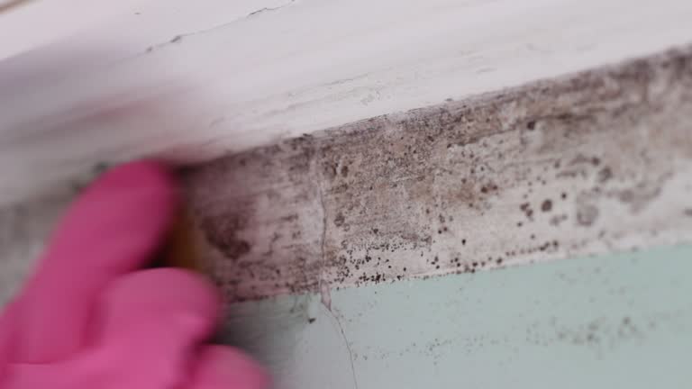 Best Water Damage & Mold Remediation  in Sardis City, AL